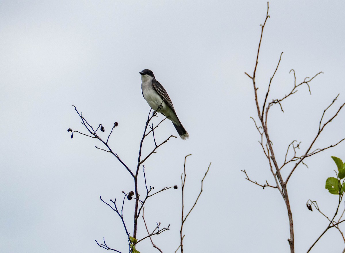 Eastern Kingbird - ML638361730