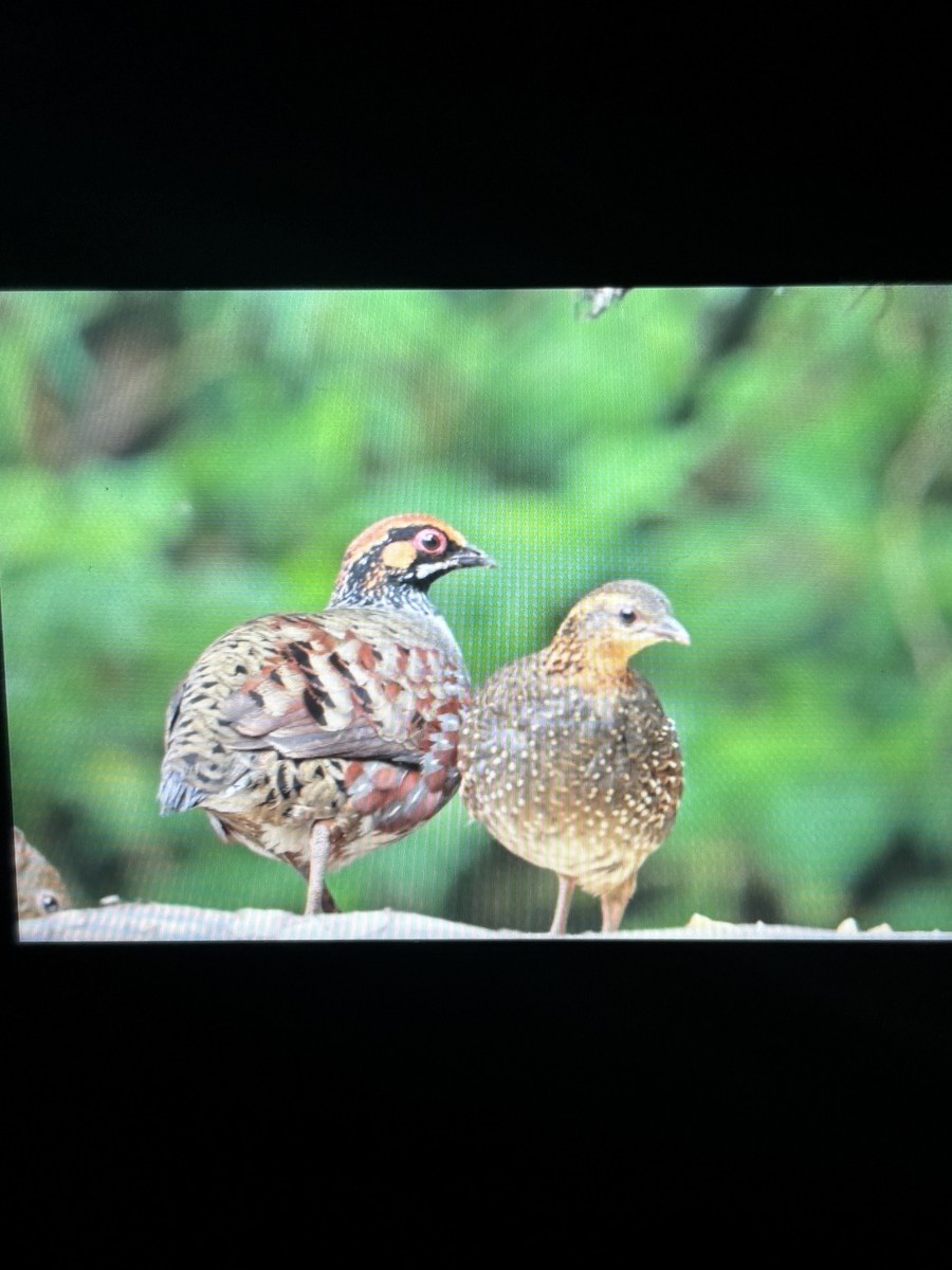 Hill Partridge - ML638361739