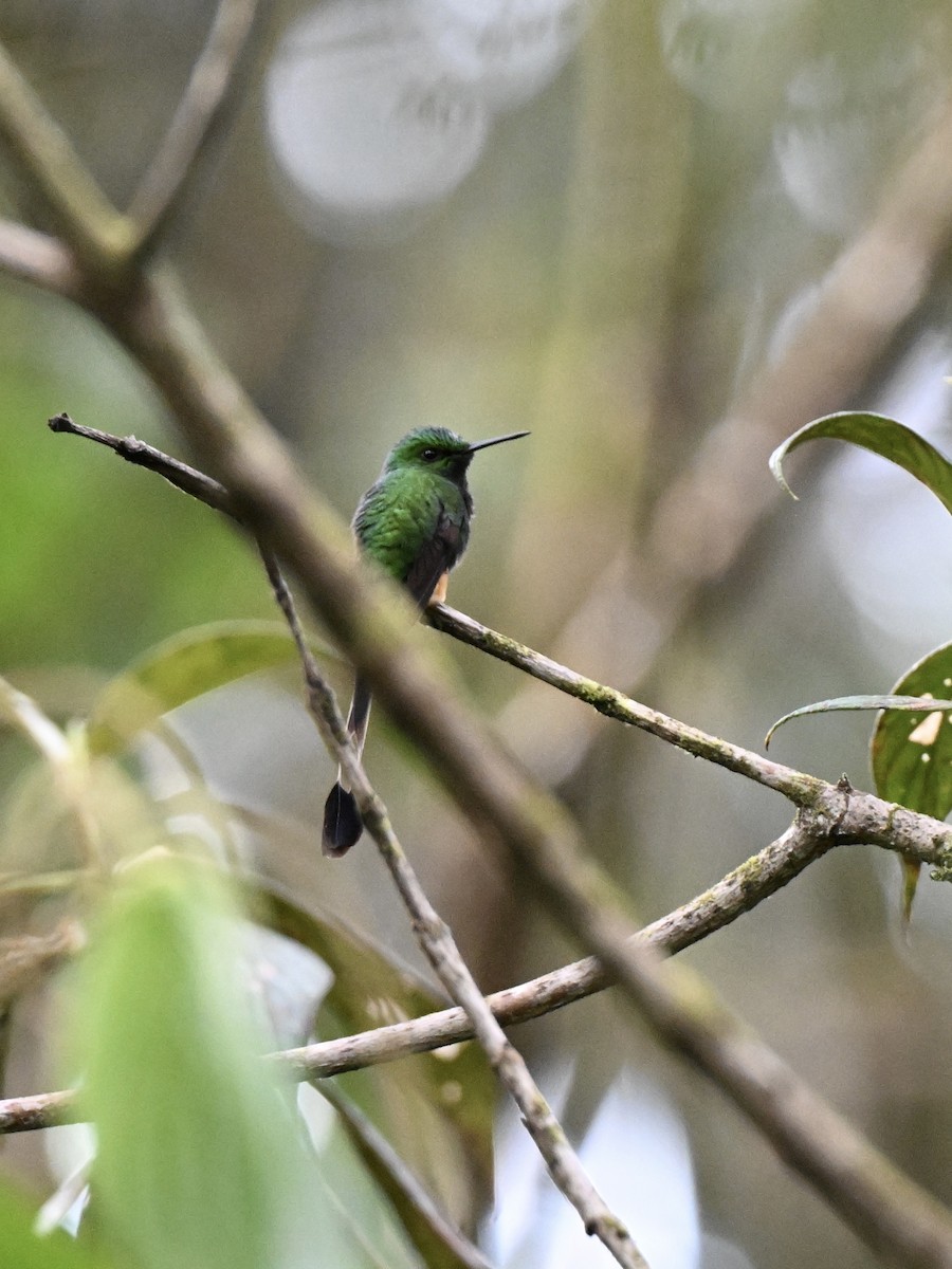Peruvian Racket-tail - ML638361745