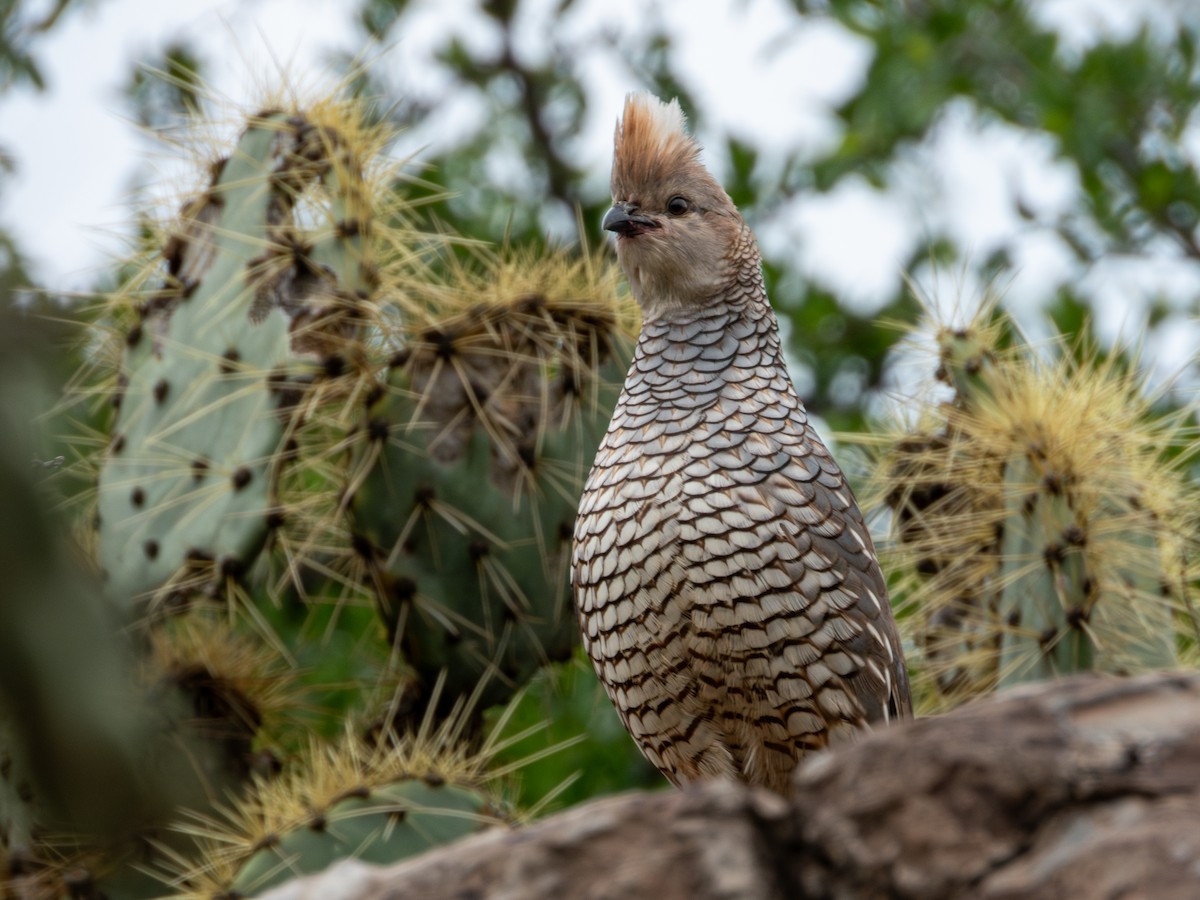 Scaled Quail - ML638361756