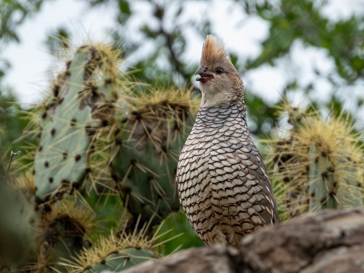 Scaled Quail - ML638361757