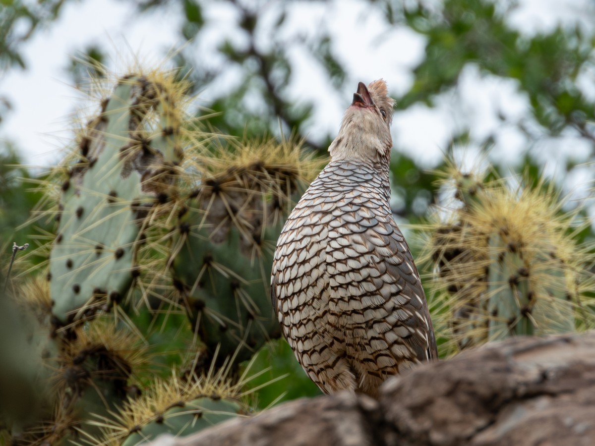 Scaled Quail - ML638361758