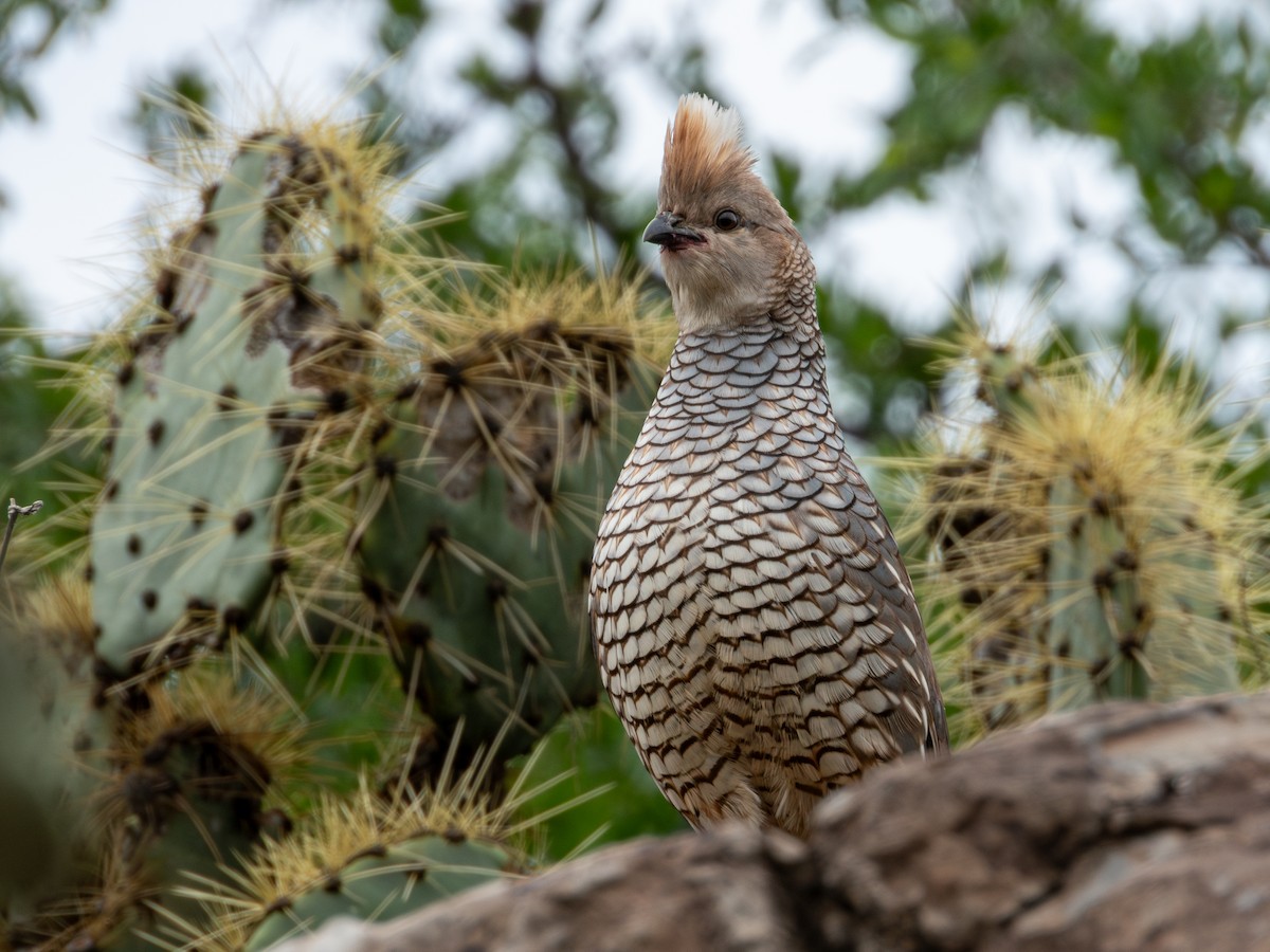 Scaled Quail - ML638361759