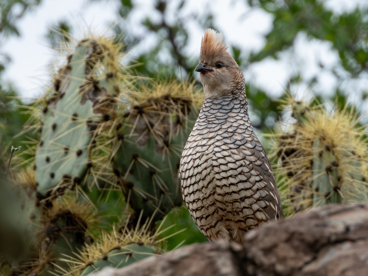 Scaled Quail - ML638361761