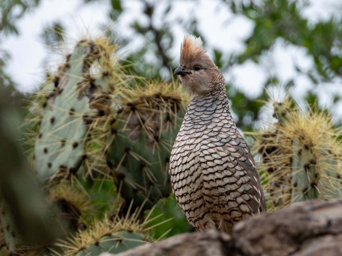 Scaled Quail - ML638361763