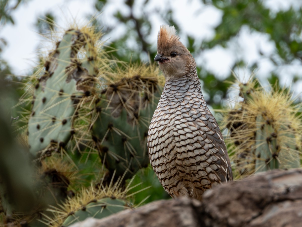 Scaled Quail - ML638361764