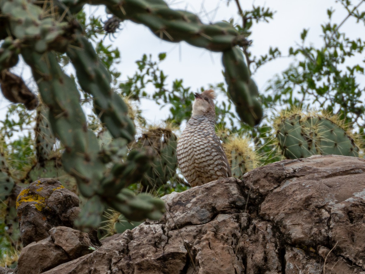 Scaled Quail - ML638361768