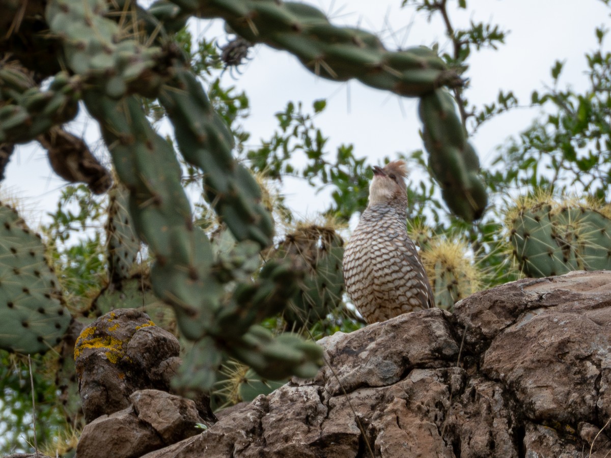 Scaled Quail - ML638361769