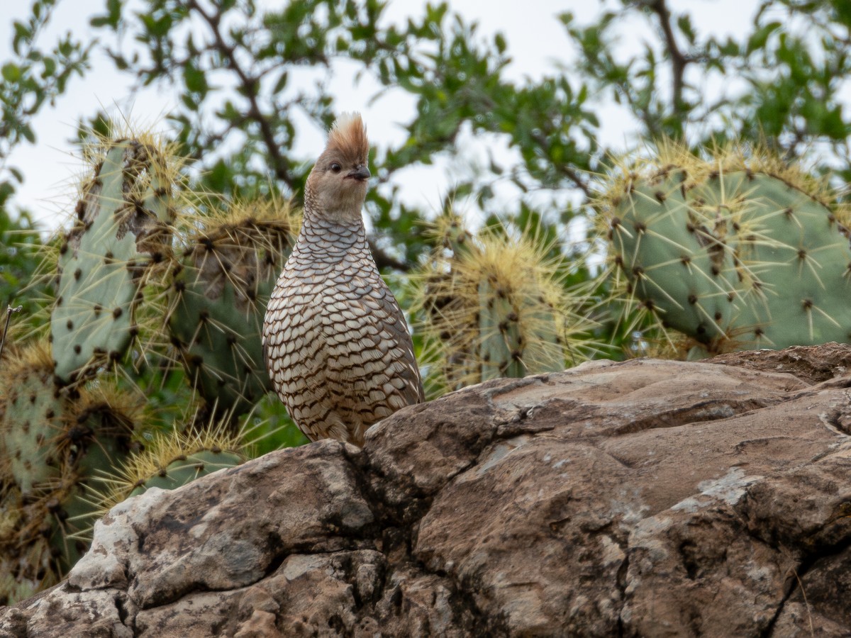 Scaled Quail - ML638361772