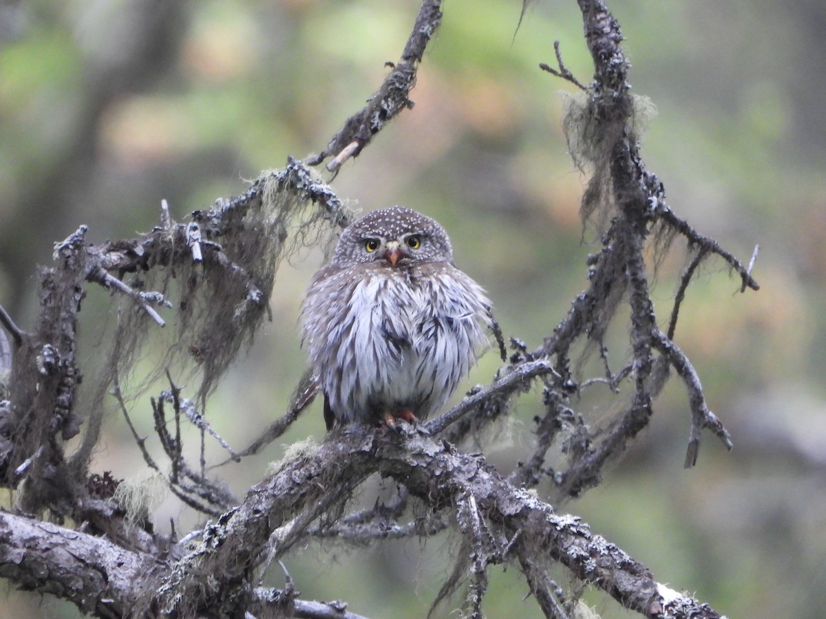 Northern Pygmy-Owl - ML638361787