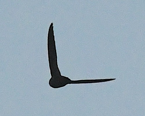 Chimney Swift - ML638361807
