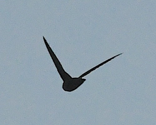 Chimney Swift - ML638361819