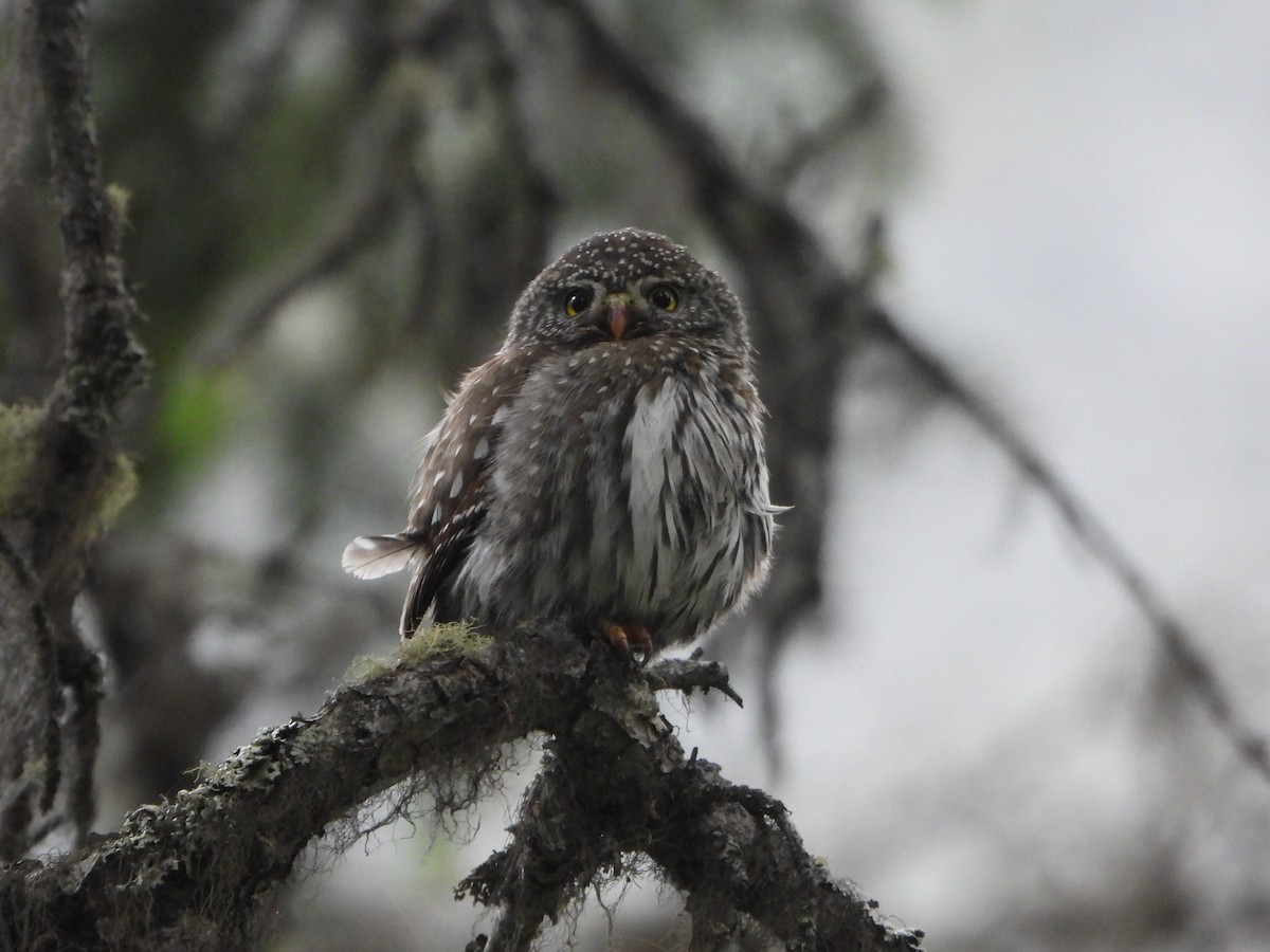 Northern Pygmy-Owl - ML638361827