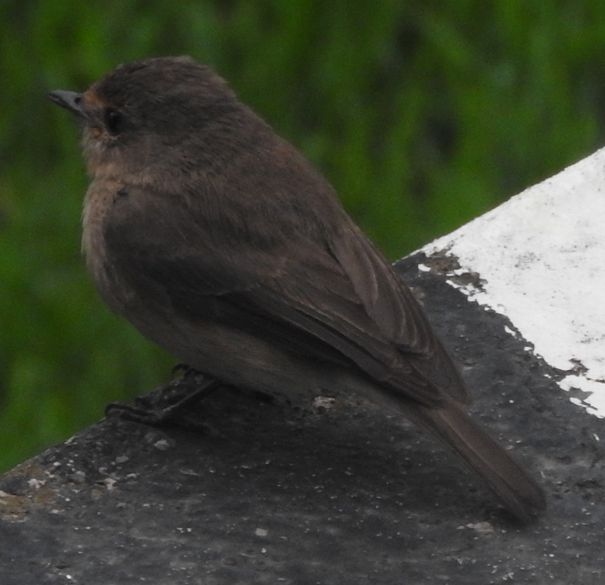 African Dusky Flycatcher - ML638361838