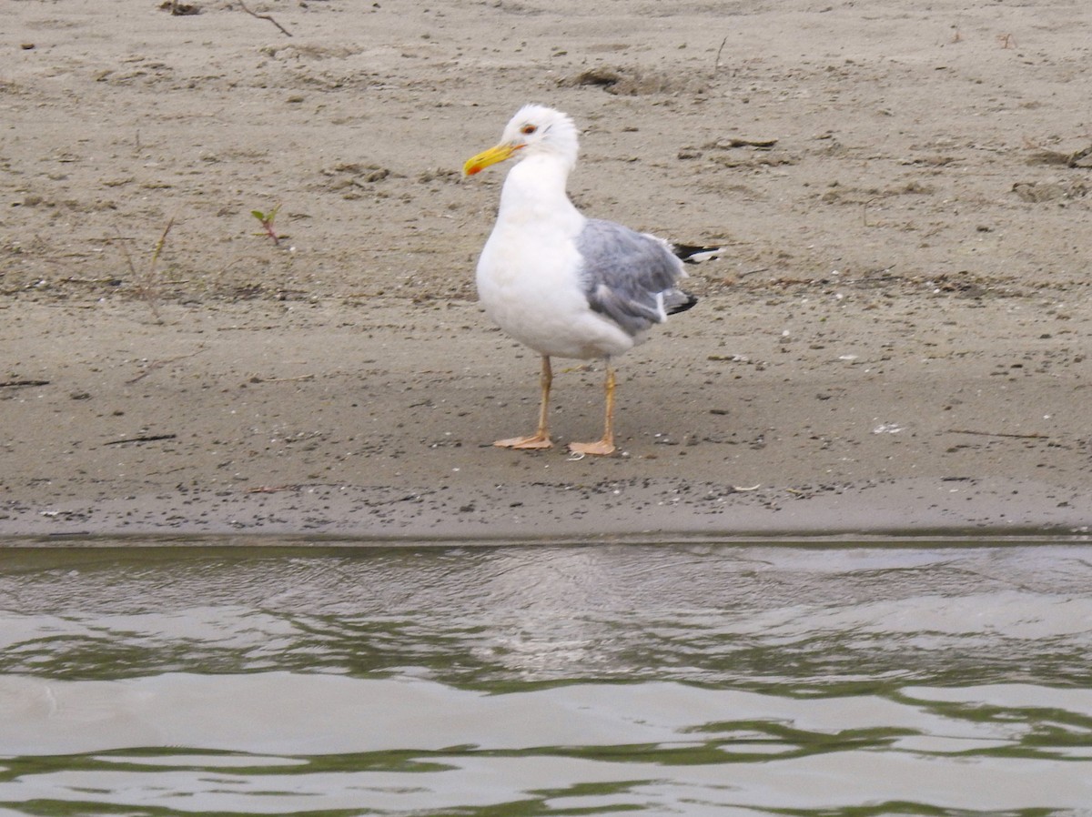 Caspian Gull - ML638361877