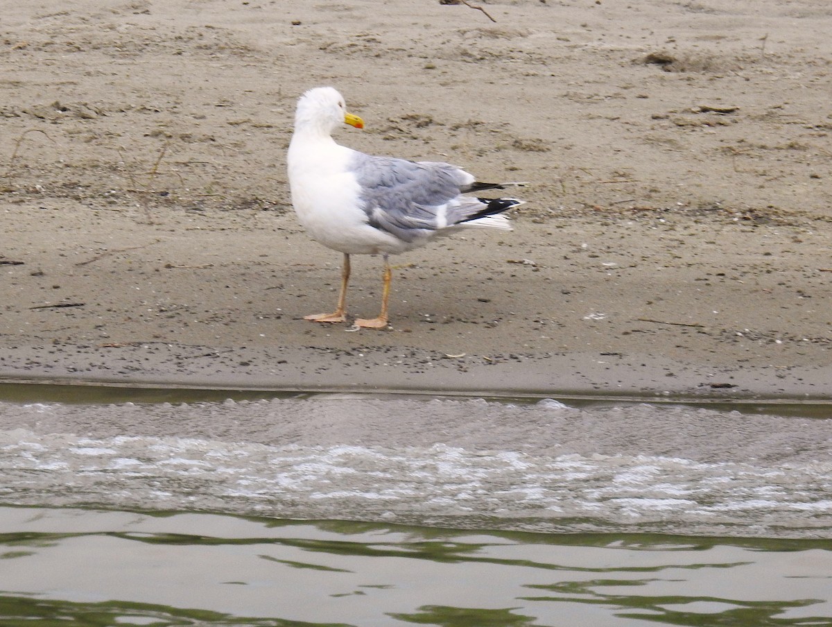 Caspian Gull - ML638361879