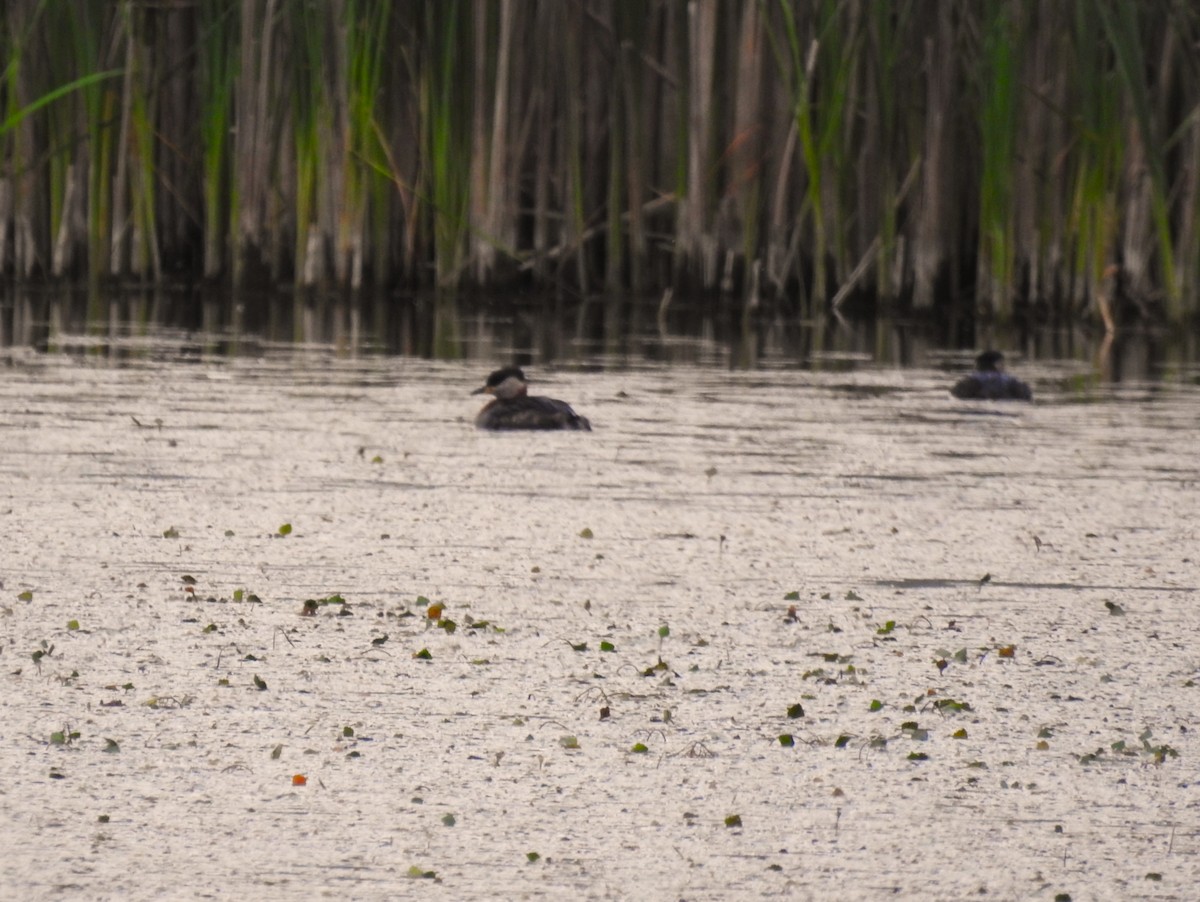 Red-necked Grebe - ML638361897