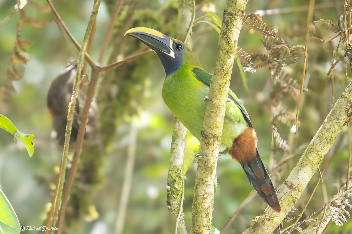 Northern Emerald-Toucanet - ML638361935