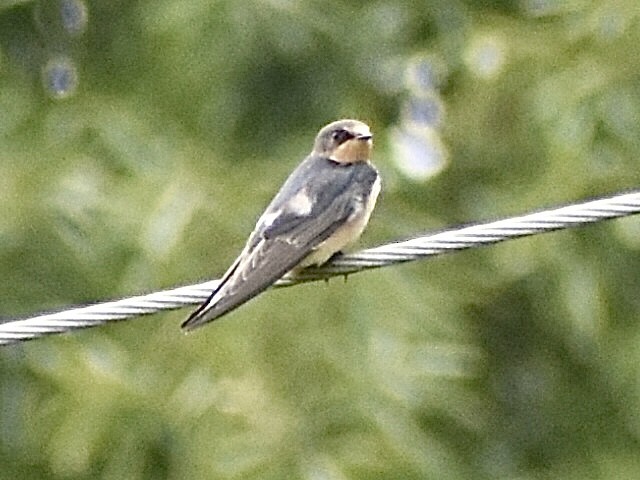 Golondrina Común - ML638361947