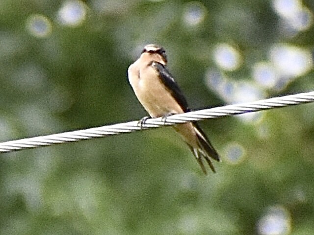 Golondrina Común - ML638361948