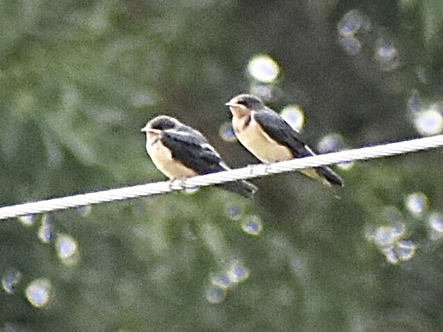 Golondrina Común - ML638361950