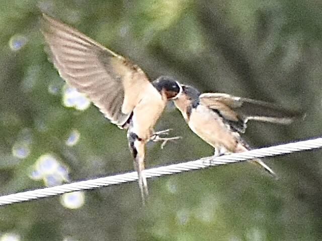 Golondrina Común - ML638361951