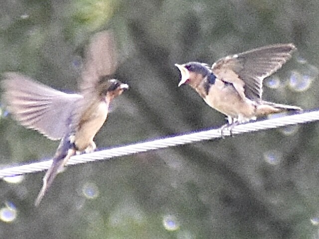 Golondrina Común - ML638361952