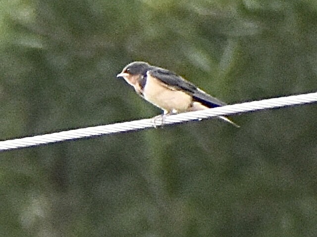 Golondrina Común - ML638361955