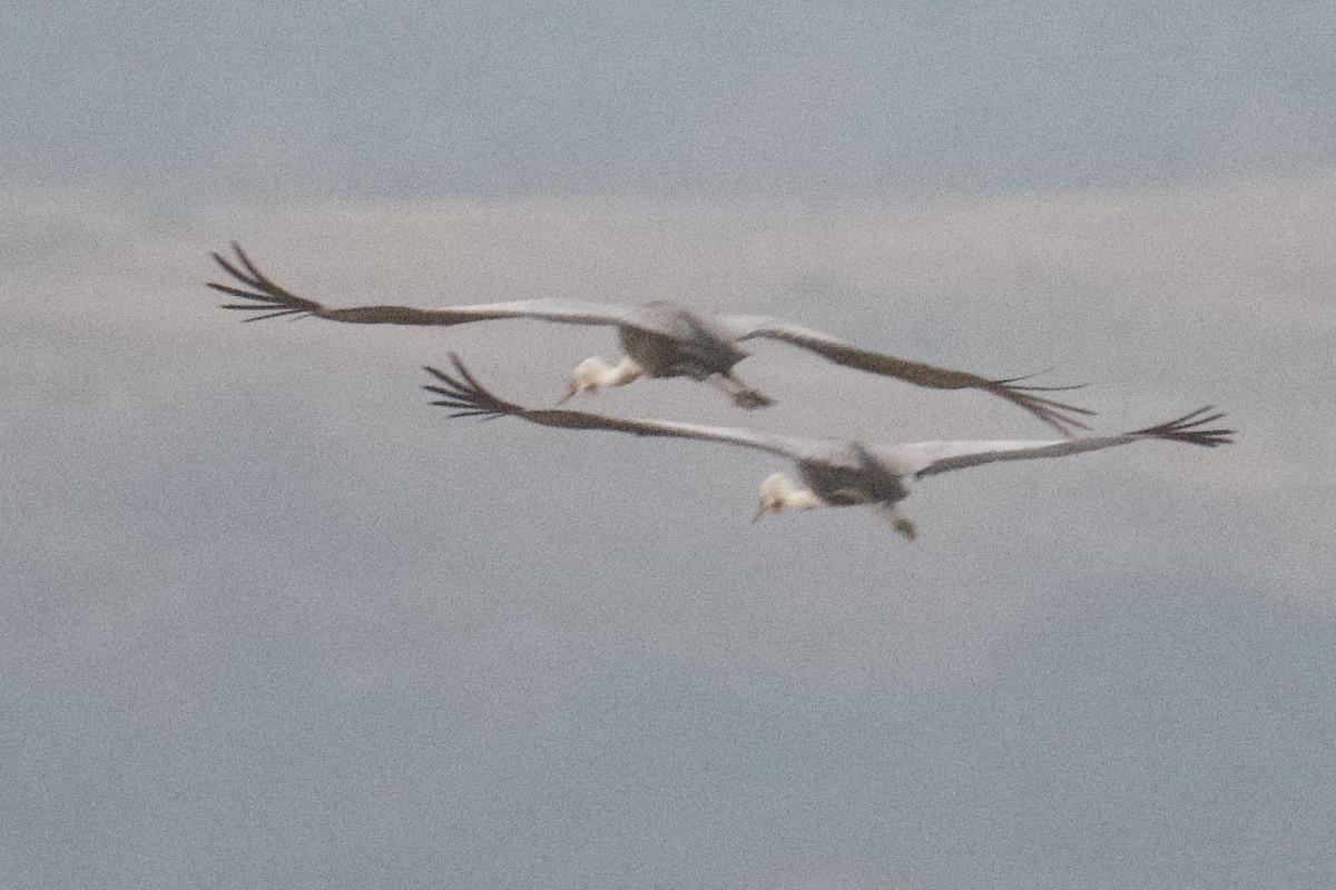 Wattled Crane - ML638361980