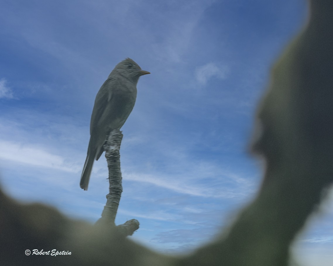 Dark Pewee - ML638361984