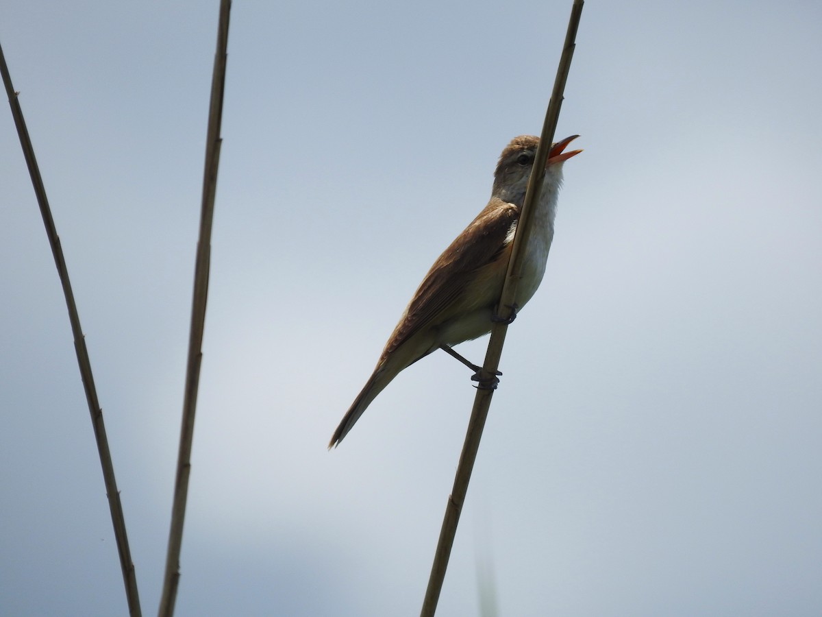 Great Reed Warbler - ML638362004