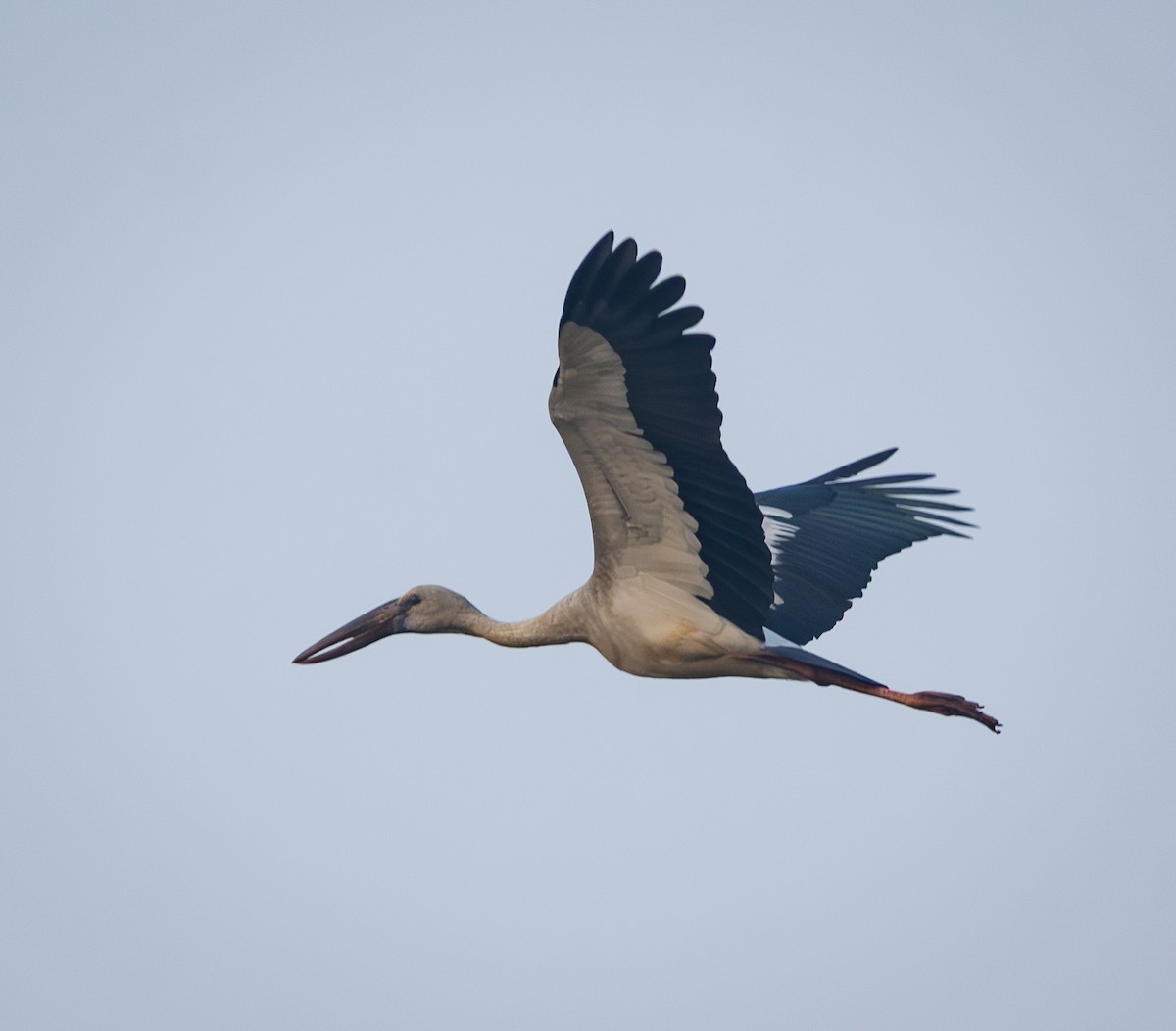 Asian Openbill - ML638362020