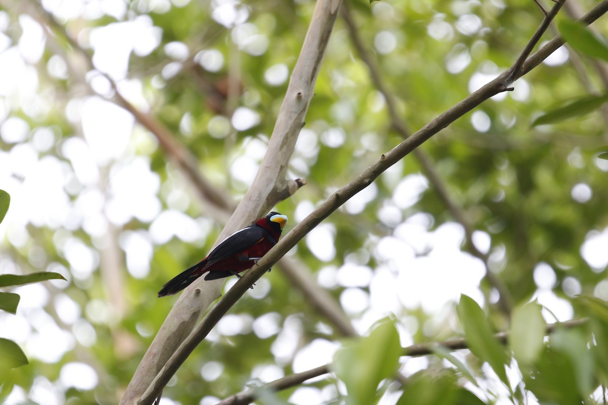Black-and-red Broadbill - ML638362027
