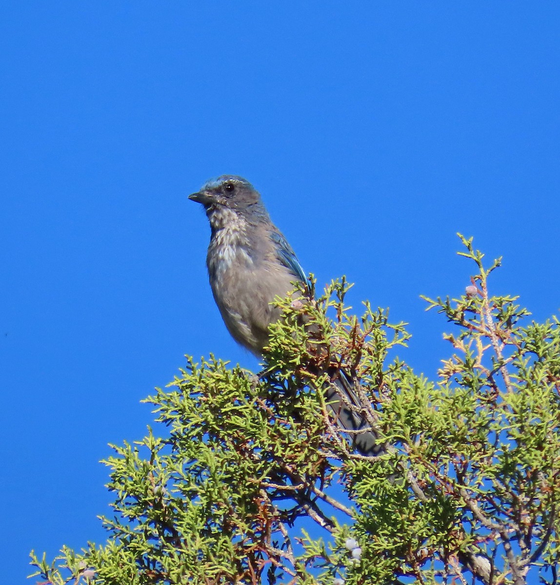 Woodhouse's Scrub-Jay - ML638362029