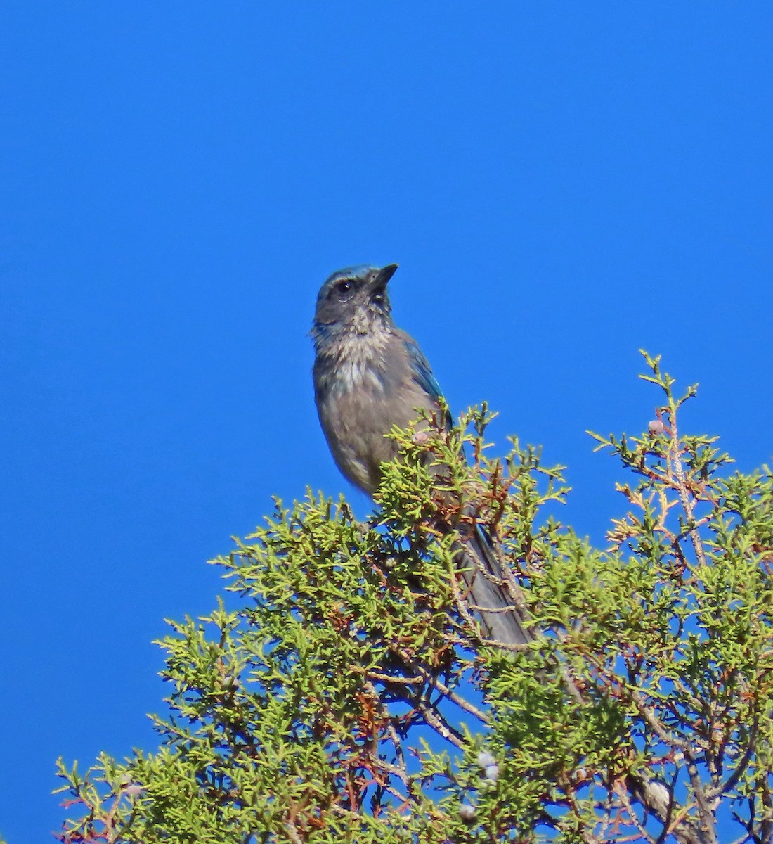 Woodhouse's Scrub-Jay - ML638362030