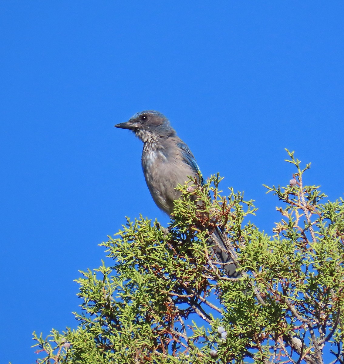 Woodhouse's Scrub-Jay - ML638362031