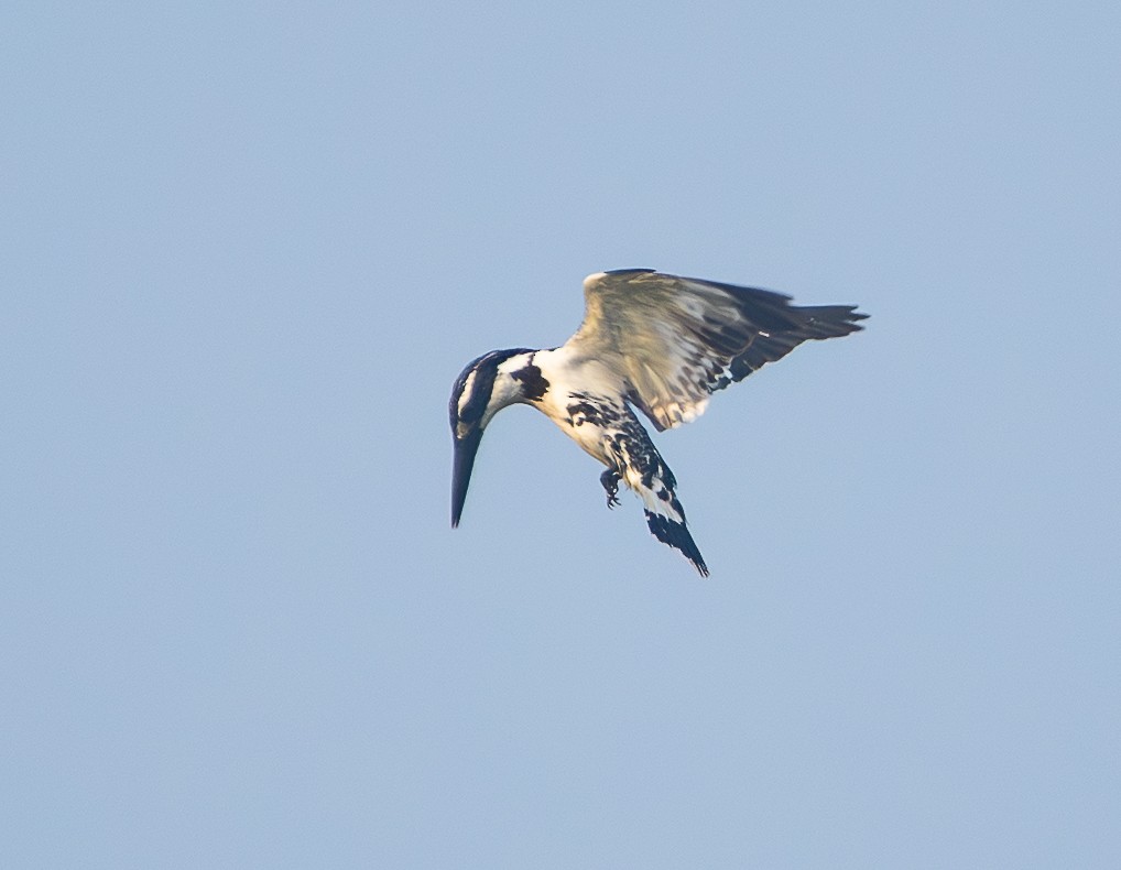 Pied Kingfisher - ML638362065