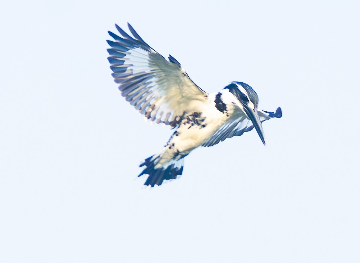 Pied Kingfisher - ML638362066