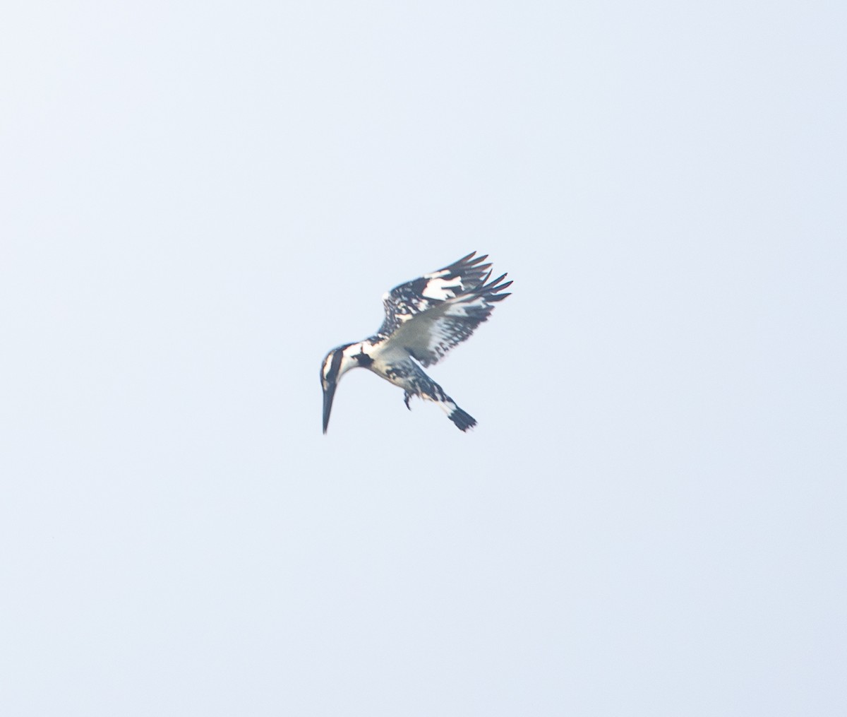 Pied Kingfisher - ML638362067