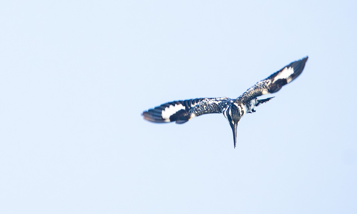 Pied Kingfisher - ML638362068