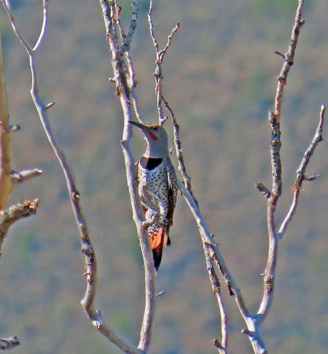 Northern Flicker (Red-shafted) - ML638362069