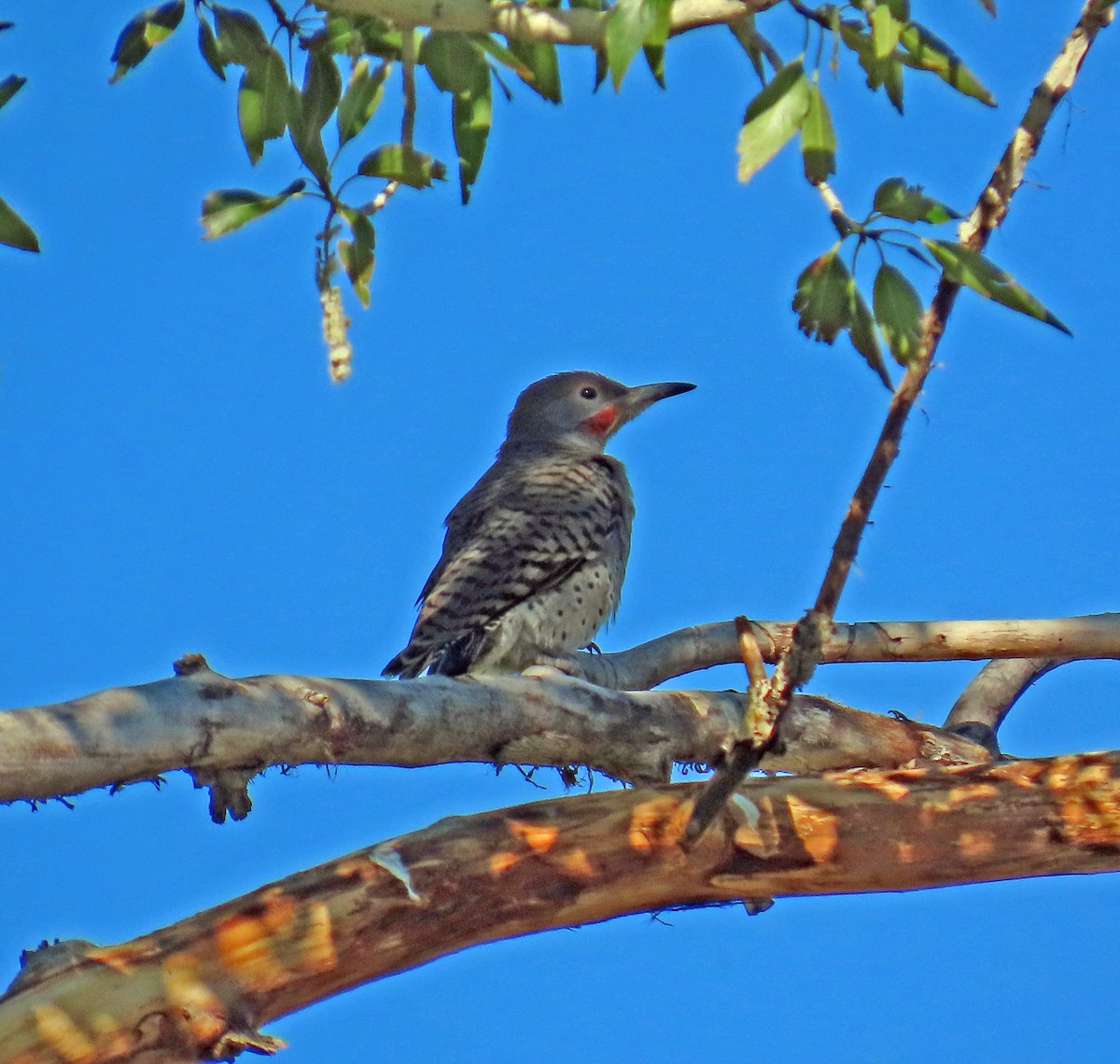 Northern Flicker (Red-shafted) - ML638362070