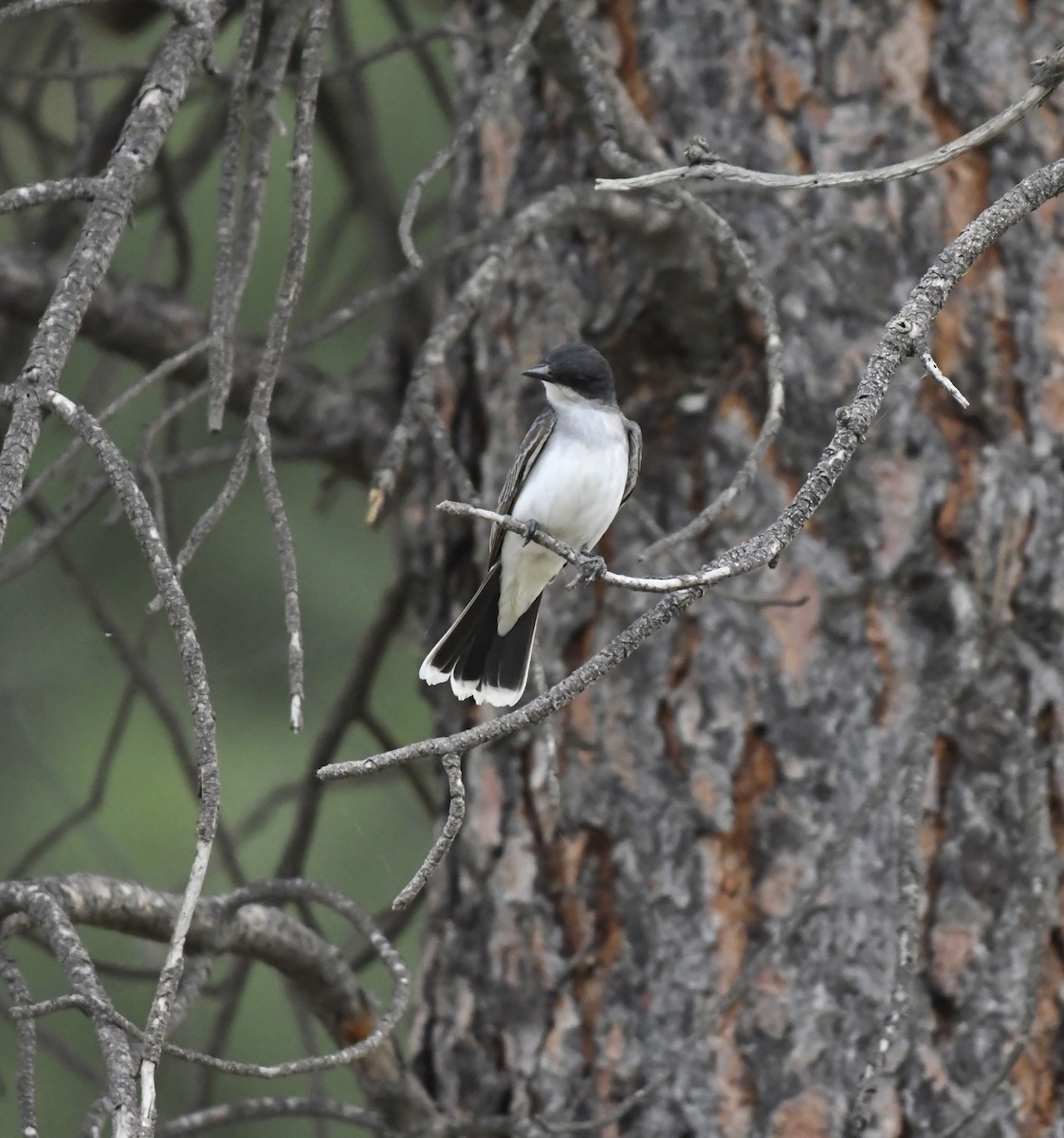Eastern Kingbird - ML638362094