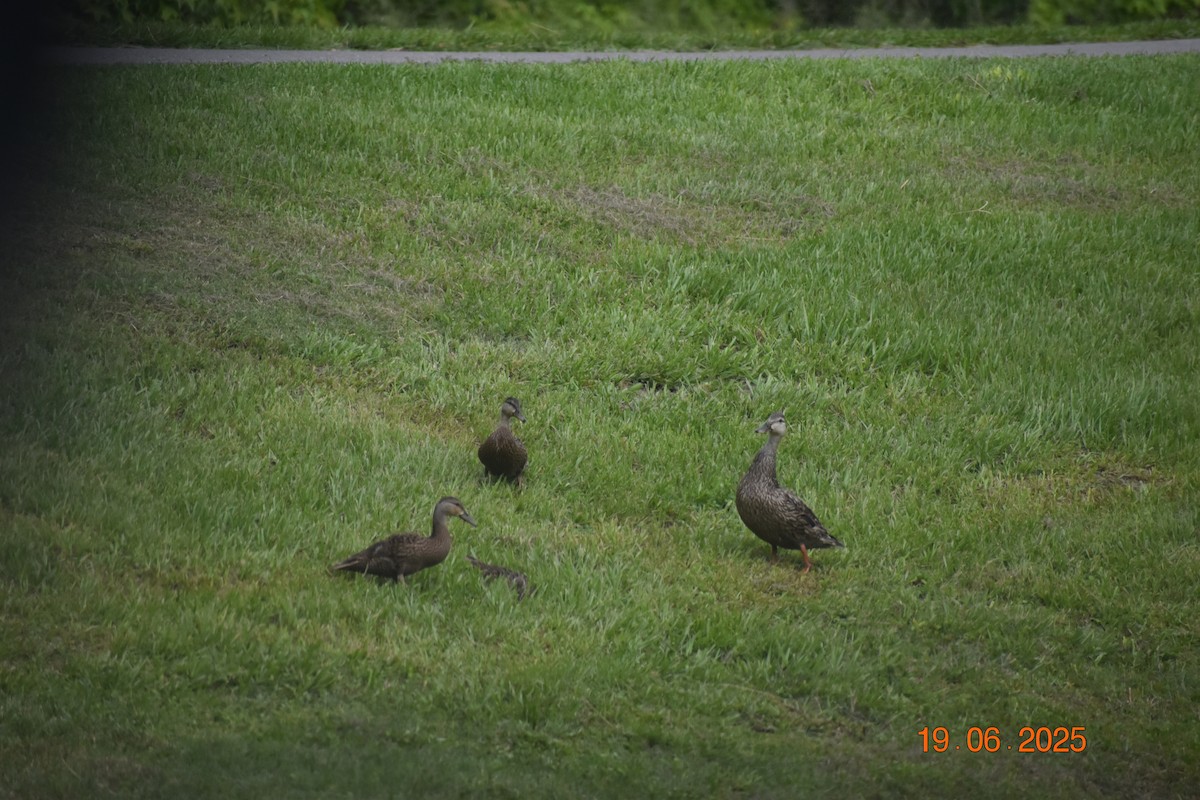 duck sp. - ML638362105