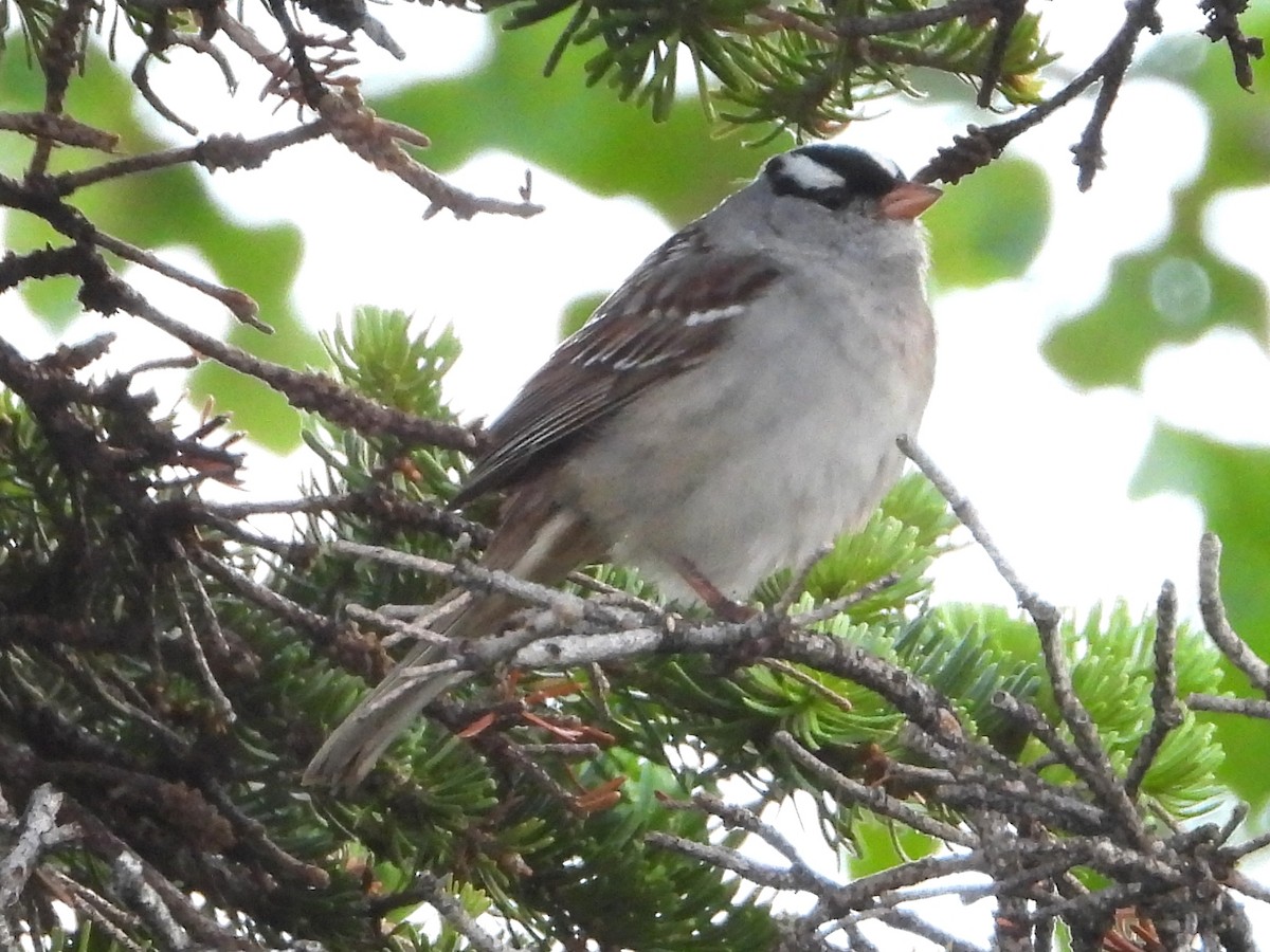 White-crowned Sparrow (oriantha) - ML638362112