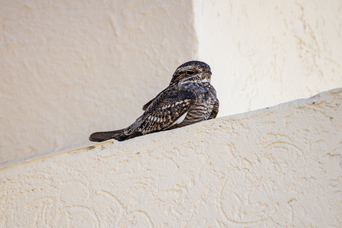 Lesser Nighthawk - ML638362120
