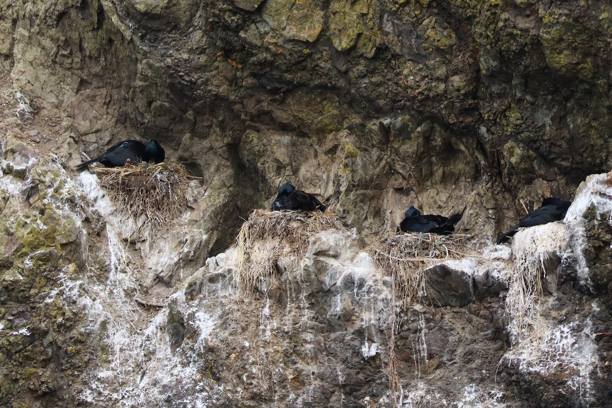 Pelagic Cormorant - ML638362123