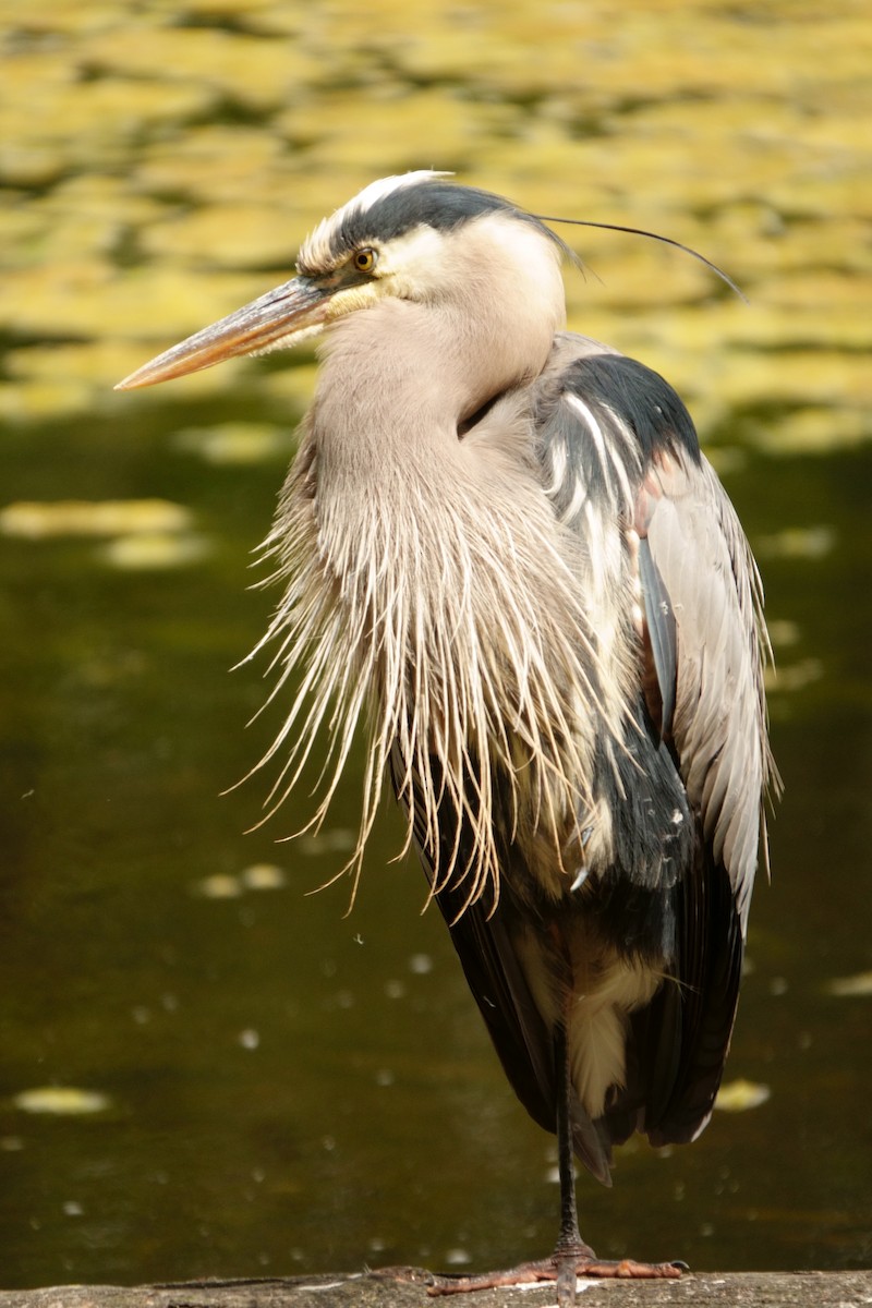 Great Blue Heron - ML638362135