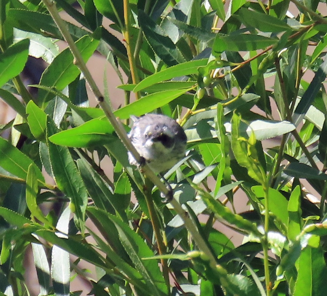 Black-throated Gray Warbler - ML638362142