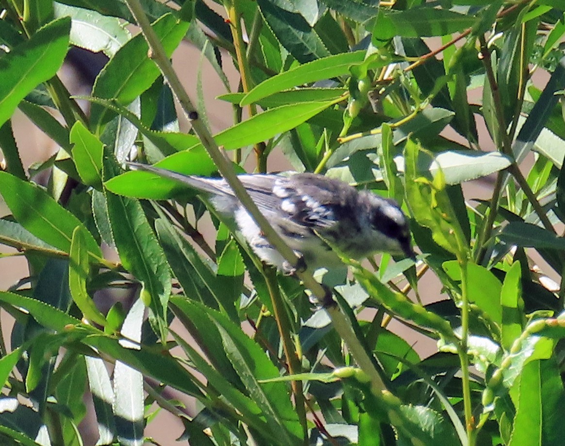 Black-throated Gray Warbler - ML638362143